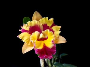 Rhyncholaeliocattleya Rungnapha Fancy