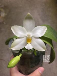 Phalaenopsis Cherry Spot