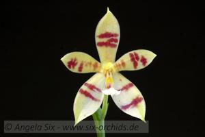 Phalaenopsis Pingtung Special Ruby