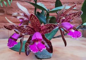 Cattleya Memoria Rita Catalioti