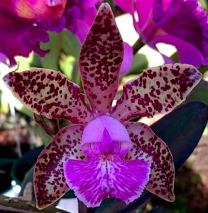 Cattleya Memoria Rita Catalioti