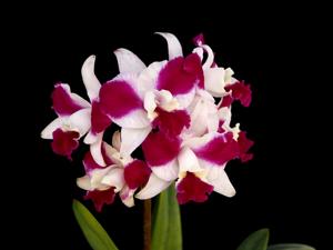 Cattleya Purple Cascade
