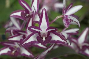 <i>Dendrobium</i> Matthew Moore