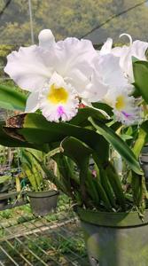 Rhyncholaeliocattleya Miss Nartchit