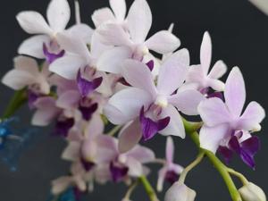 Phalaenopsis Tzu Chiang Sapphire