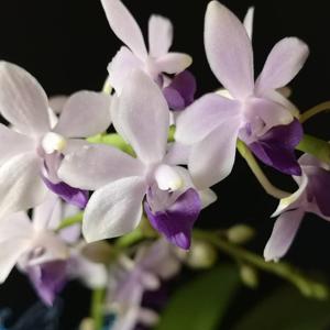 Phalaenopsis Tzu Chiang Sapphire