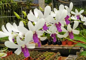 Dendrobium Woo Leng