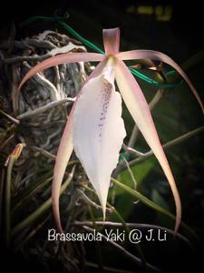 Brassavola Yaki