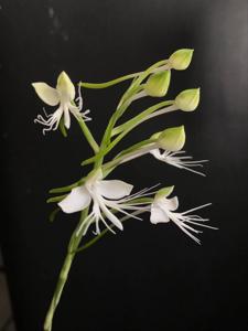 Habenaria Kat's Whiskers