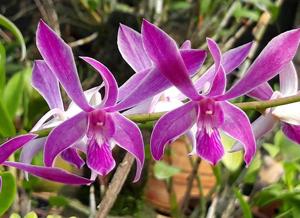 Dendrobium Mini Gipsy