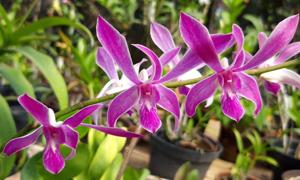 Dendrobium Mini Gipsy