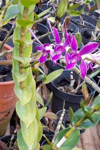 Dendrobium Mini Gipsy