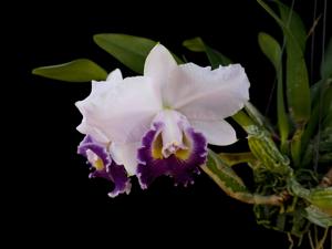 Cattleya Hiroshima Melody