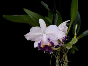 Cattleya Hiroshima Melody