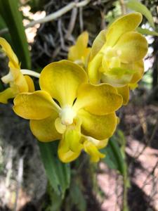 Vanda Memoria Thianchai