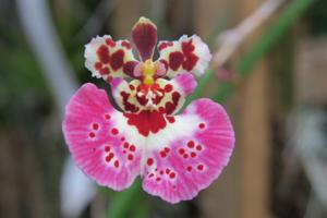 Tolumnia Capalaba Queen