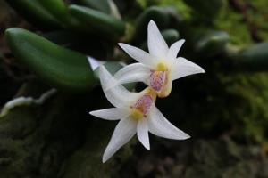 Dendrobium Warrego