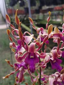 Dendrobium Sharna Seeto