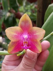 Phalaenopsis How Yin Wai