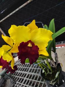 Rhyncholaeliocattleya Shiang-Chuen Joyance