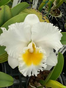 Rhyncholaeliocattleya Chincogan