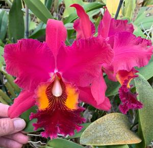 Rhyncholaeliocattleya Edisto