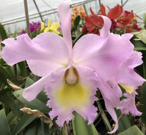 Rhyncholaeliocattleya Mount Hood