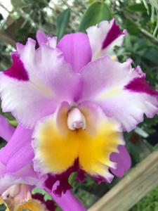 Cattleya Irene's Song