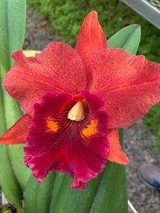 Rhyncholaeliocattleya Drum Island