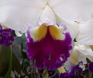 Cattleya Cynthia