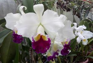 Cattleya Cynthia