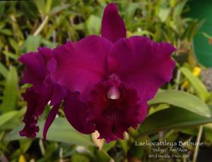 Cattleya Bethune