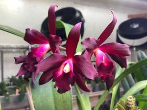 Rhyncattleanthe Jean Ariano