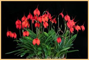 Masdevallia Gypsy