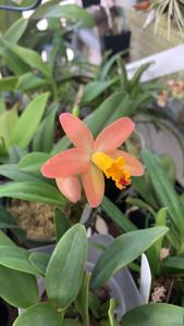 Cattleya Mini-Beau