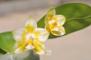 Phalaenopsis Joy Spring Canary