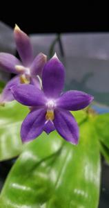 Phalaenopsis YangYang Blueberry