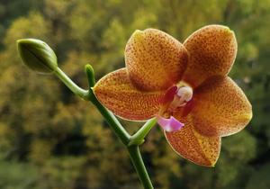 Phalaenopsis Yaphon Black Snake