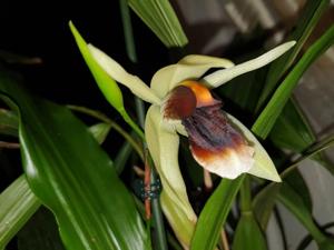 Coelogyne Bird in Flight