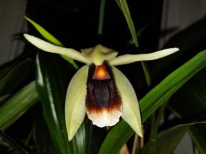 Coelogyne Bird in Flight