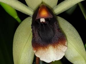 Coelogyne Bird in Flight