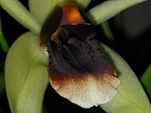 Coelogyne Bird in Flight