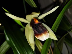 Coelogyne Bird in Flight