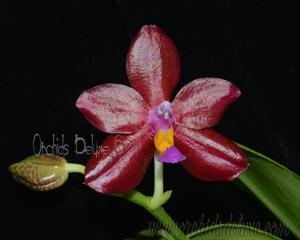 Phalaenopsis Yuda Blood Red