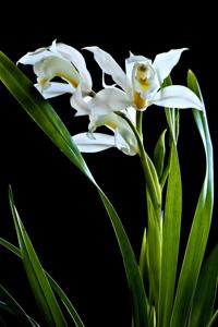 Cymbidium ballianum