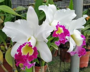 Rhyncholaeliocattleya Blanche Aisaka