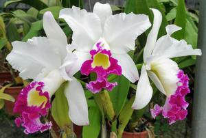 Rhyncholaeliocattleya Blanche Aisaka