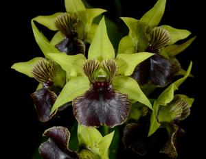 Dendrobium Aussie's Warleiti