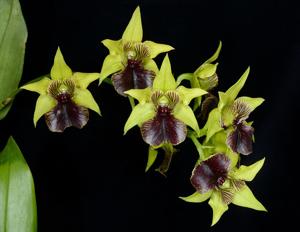 Dendrobium Aussie's Warleiti