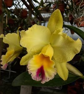 Rhyncholaeliocattleya Goldenzelle